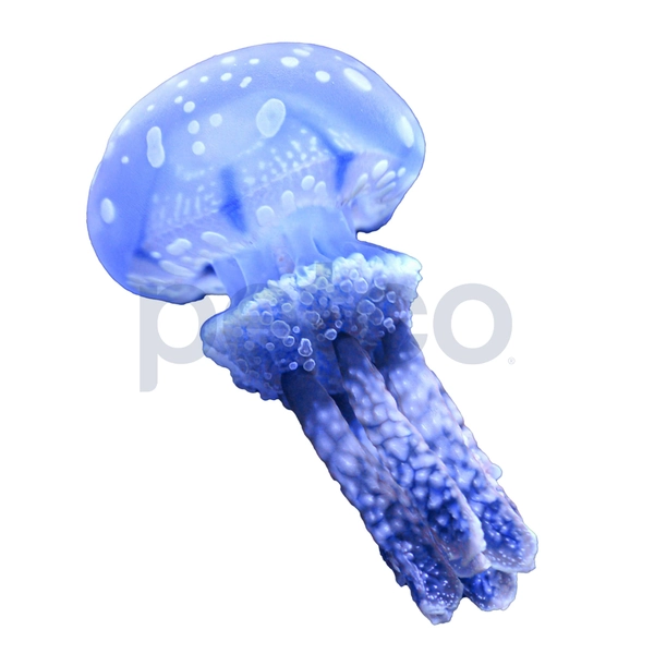 Violet Jellyfish