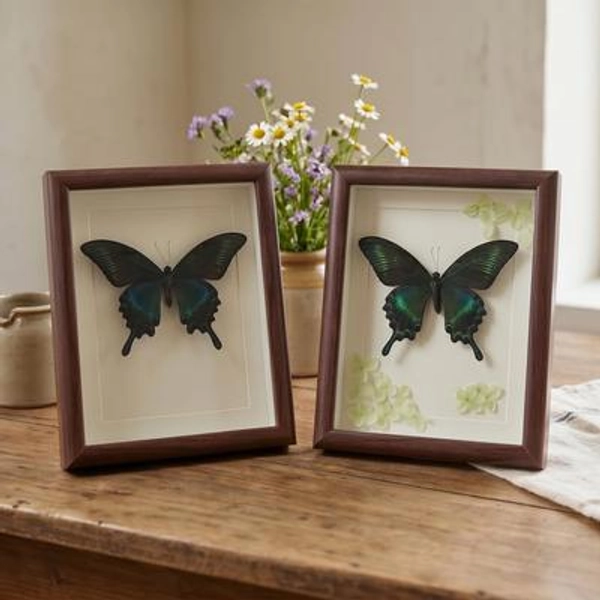 Real Emerald Swallowtail Specimen in Wood Frame - Vintage Woodland Desk Decor | Nature Wall Decor