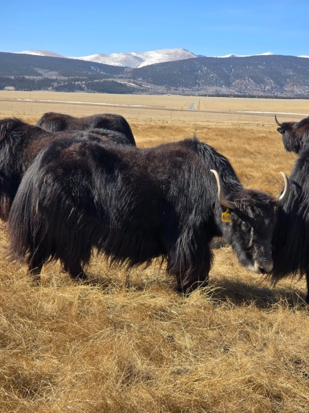 Black A293 Y169 — Pettee Ranch LLC