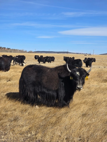 BCR SD11 2H105 bred cow — Pettee Ranch LLC
