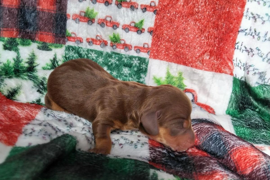 Valentine, Dachshund raised in Opelika, AL | Good Dog