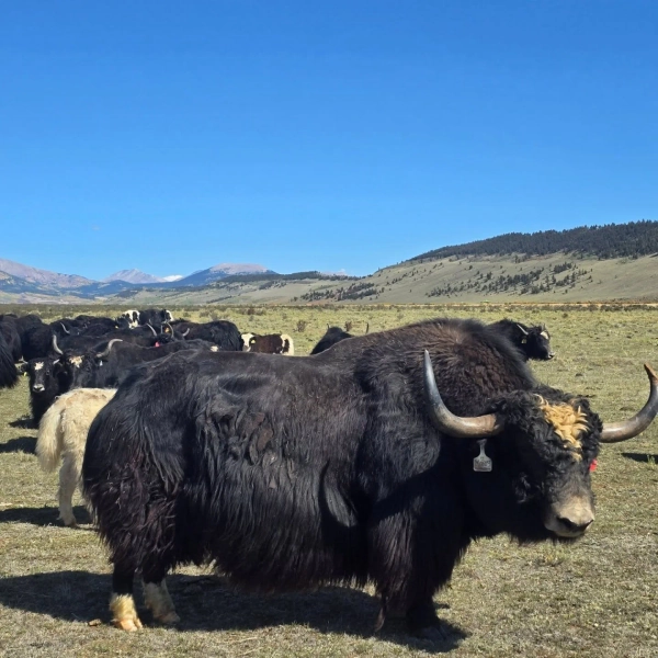 LDR Monty 2E225 — Pettee Ranch LLC