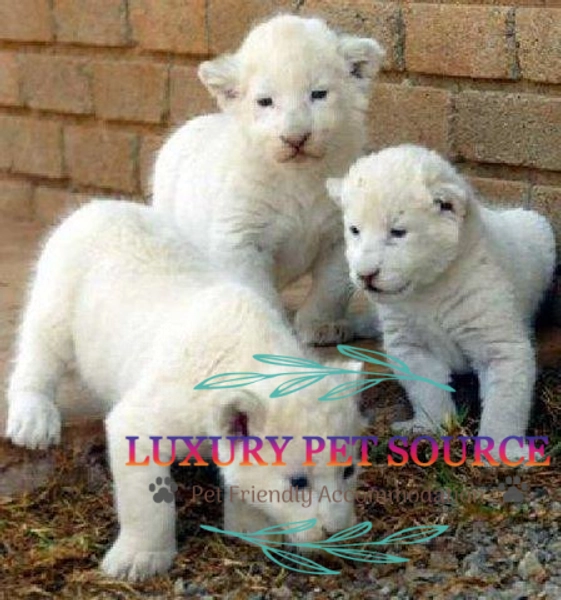 Lion Cubs For Sale - Luxury Pet Source - Lion pets for sale