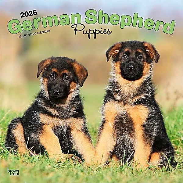 Browntrout Publishers German Shepherd Puppies 2026 Square Flap