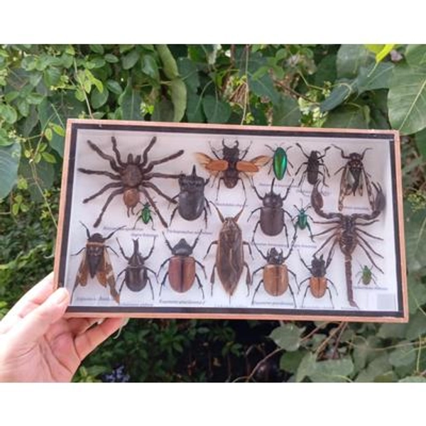Real Insect Shadow Box: Tarantula, Scorpion & Exotic Bugs Entomology Display