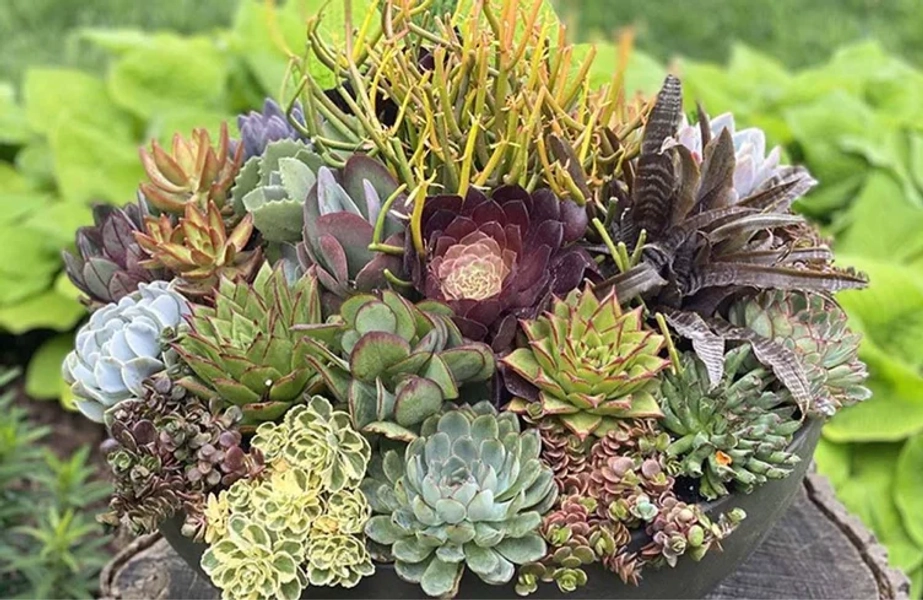 succulents 