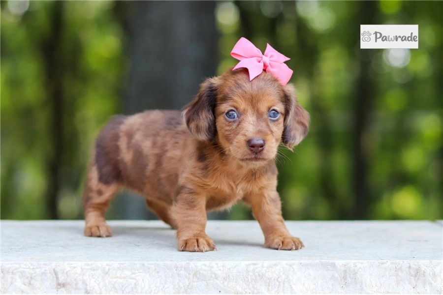 Norah - Mini Dachshund Puppy D6FC9F