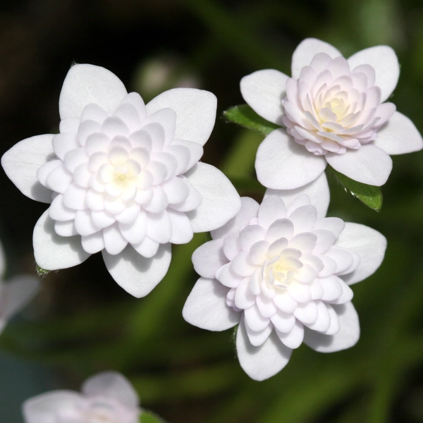 Hepatica japonica Dai hakuhoh