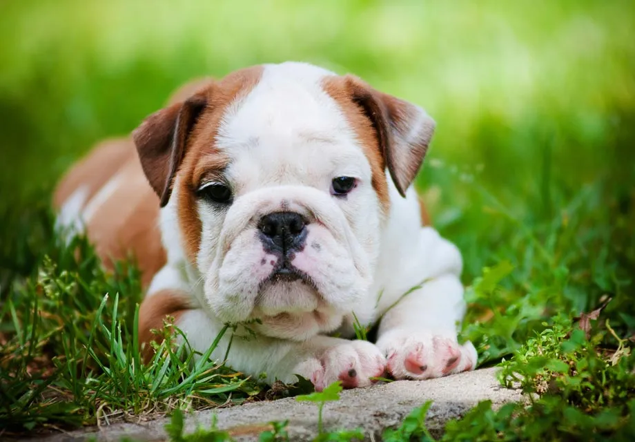 bulldog puppy