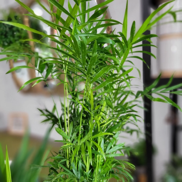 Chamaedorea Elegans 'Parlor Palm' 4" | Plantstay | Gainesville Houseplant Shop