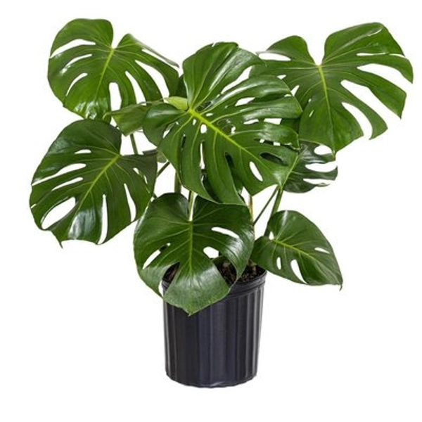United Nursery Monstera Deliciosa Split-Leaf Philodendron Live Swiss Cheese Plant in 9.25 inch Grower Pot