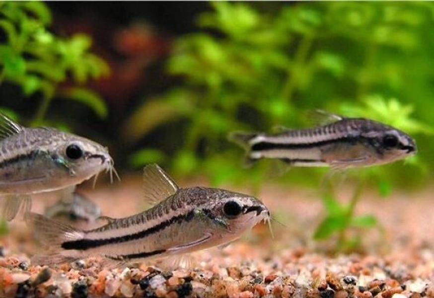10 Pygmy Corydora Catfish (Corydoras pygmaeus)