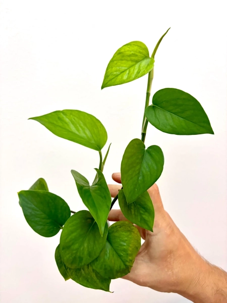 Jessenia Pothos | Epipremnum aureum |  USA Grower & Seller