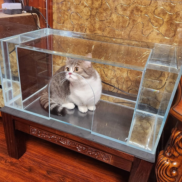 Front Entrance Cat Aquarium - Cat Aquarium V2