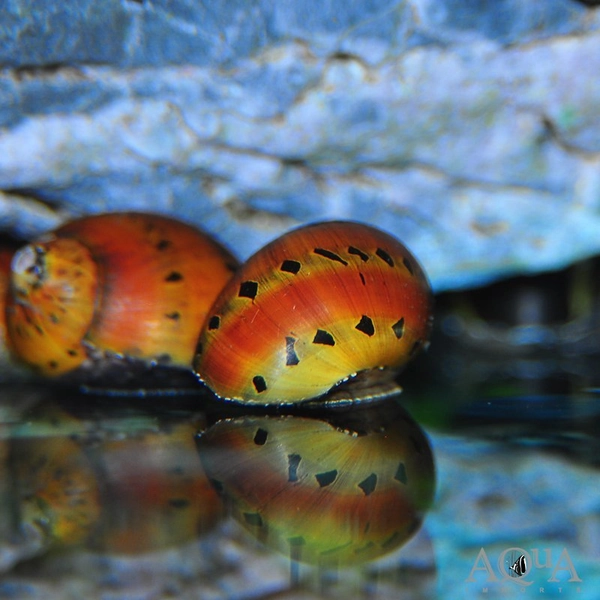 1 Tiger Nerite Snail (Neritina semiconca)