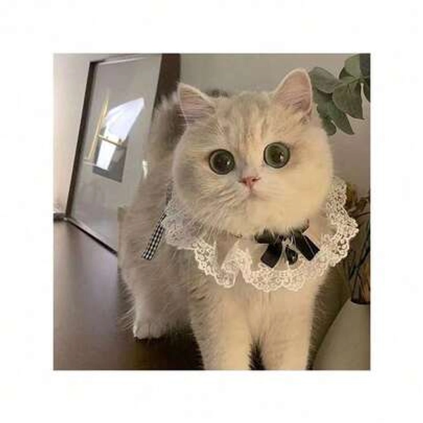 Spring Accessories 1pc Cute Bowknot Cat Collar With Integrated Bib & Saliva Towel Soft Knitted Neck Guard Pet Decorative Collar Comfortable Breathable Fabric Adorable Design For Cats & Small Dogs Multi-Functional Pet Saliva Towel & Mouth Cover Lovely Photography Prop For Pet Birthday Party Holiday Gathering Cosplay Photo Shooting Easy To Wear And Adjust Durable Lightweight Pet Costume Accessory Perfect Gift For Pet Owners Cat Lovers Dog Lovers Family Friends Ideal For Daily Wear Festival Decoration And Pet Beauty Styling Make Your Pet More Charming And Eye-Catching - Size Bow Black