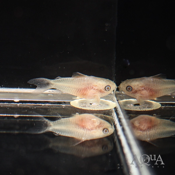 1 Albino Pygmy Cory (Gastrodermus pygmaeus)