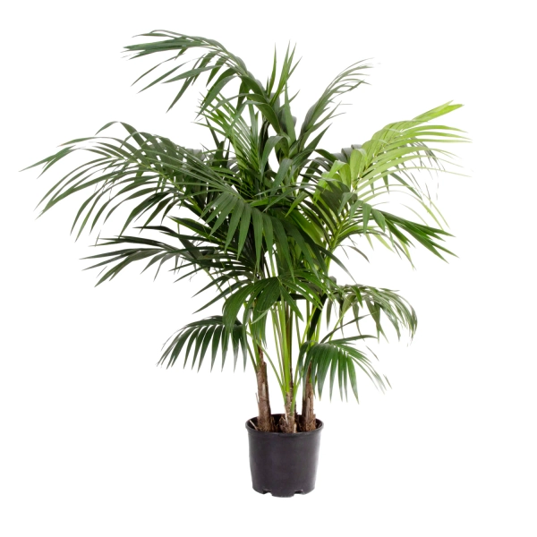 Lowe's Majesty Palm House plant in 3.75 Gallon(s) Pot 1 -Pack