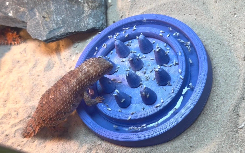 Fruit Fly Feeder