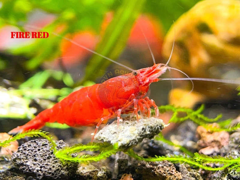 11 Fire Red Cherry Neocaridina Shrimp.