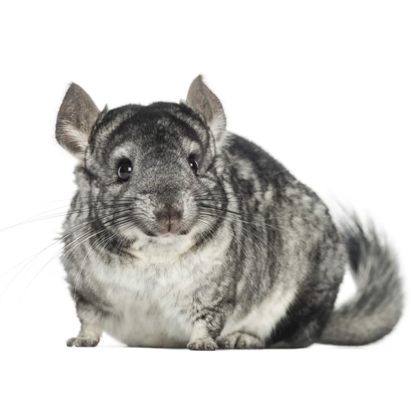Chinchilla (Chinchilla lanigera)