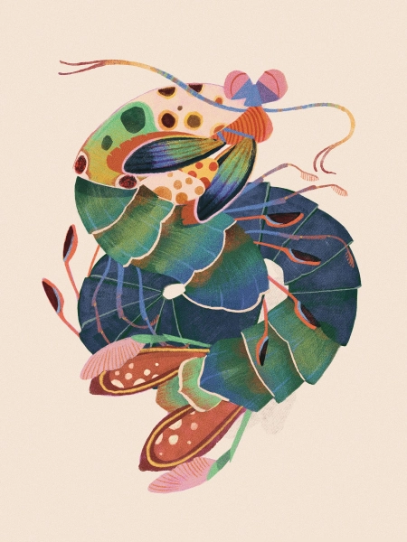 Mantis Shrimp Print