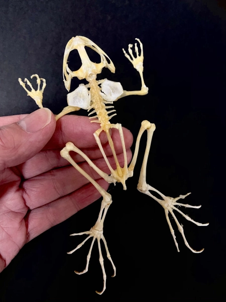 Frog Skeleton (asian Grass Frog) Real Specimen - Etsy UK
