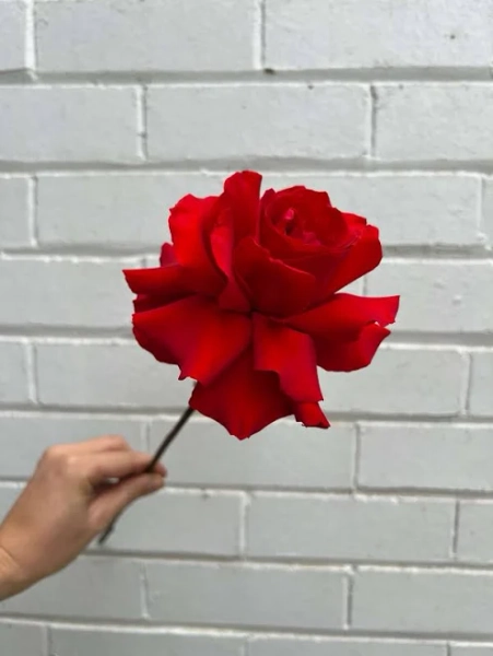 Sydney Florist Northbridge One Perfect Rose