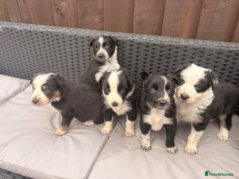 Gorgeous tri-coloured black white collie puppies