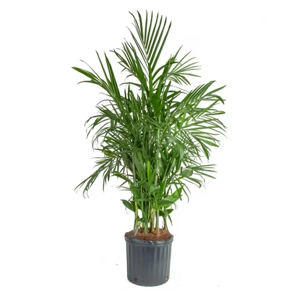 Costa Farms 36" Tall Bamboo Palm, Bright Indirect Sunlight, Indoor Live House Plants, Grow Pot