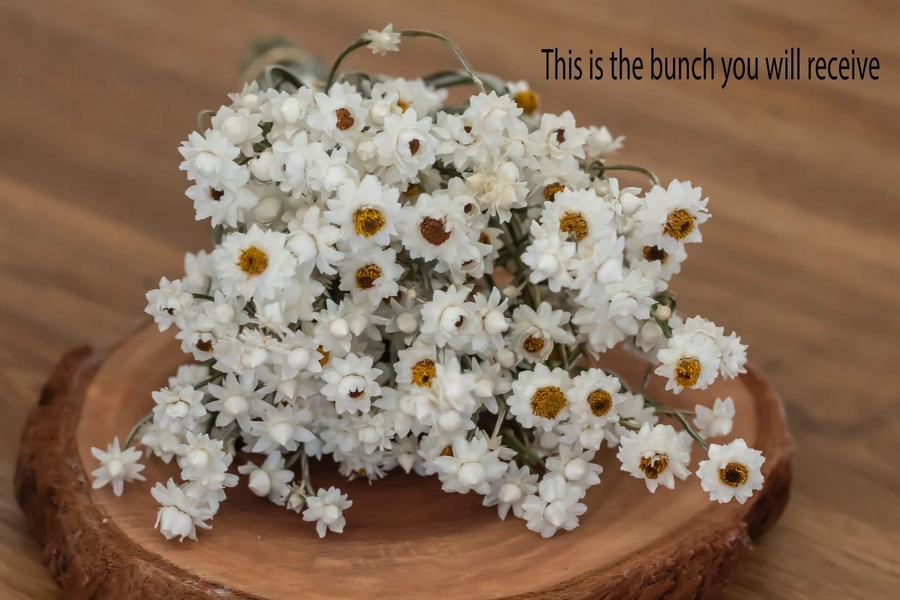 Dried Winged Everlasting Ammobium alatum. Dried small daisy heads. Dried flower bouquets daisy flowers.