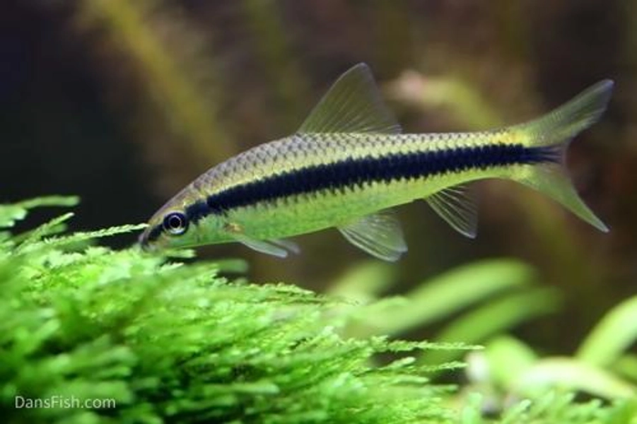 1 True Siamese Algae Eaters (Crossocheilus langei)