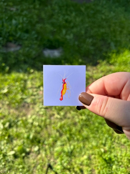 Cutie Shrimps Teeny Tiny Print