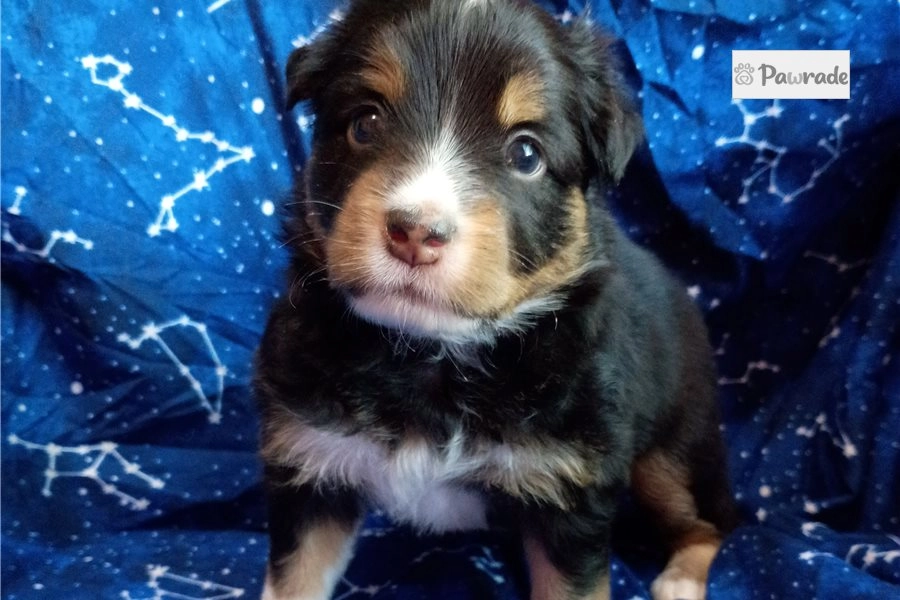 Willow - Australian Shepherd Puppy 6D0665