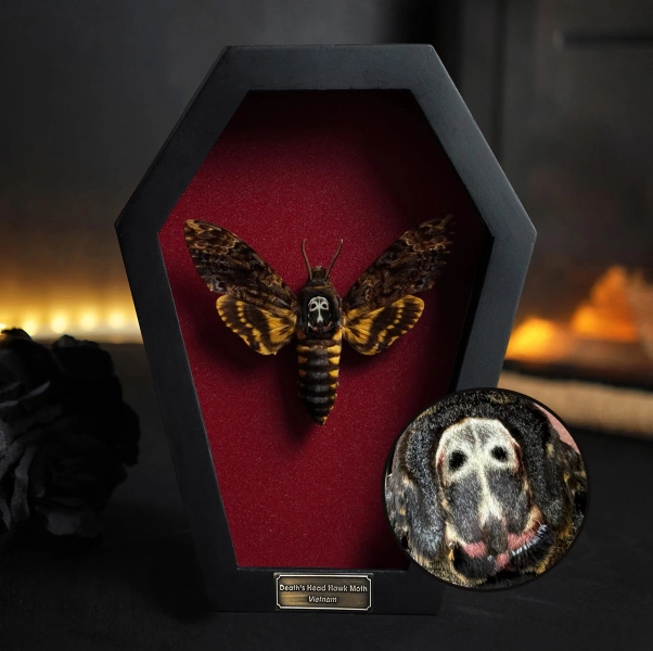Real Death Head Moth Acherontia Coffin Frame, Black Gothic Hanging Decor, Skull Moth Christmas Coffin Gift, Dark Gothic Wall Decor