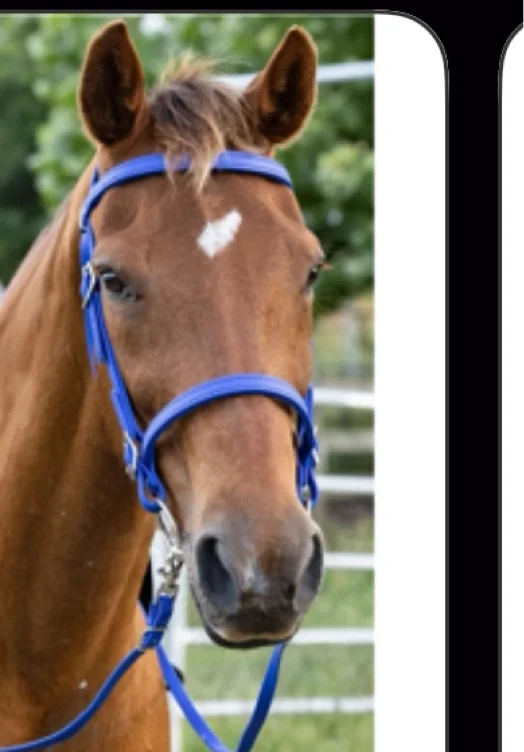 Bridle 