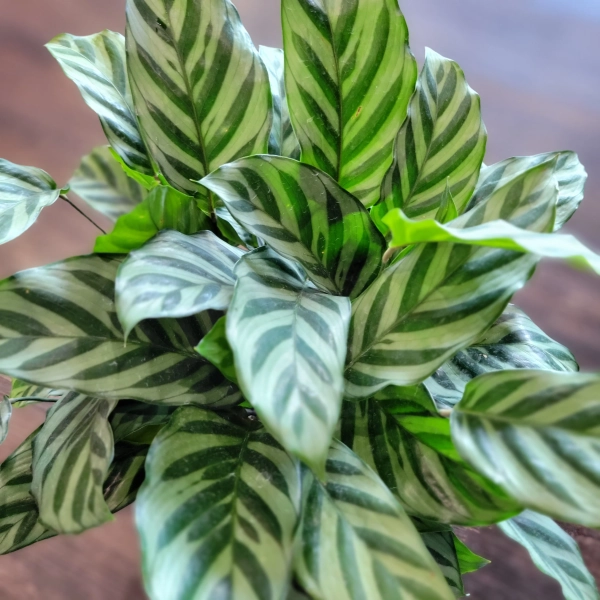 Calathea 'Freddie' 6" | Plantstay | Gainesville Houseplant Shop