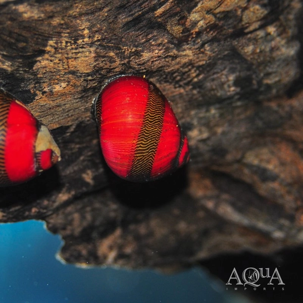 1 Red Racer Nerite Snail (Vittina waigiensis)