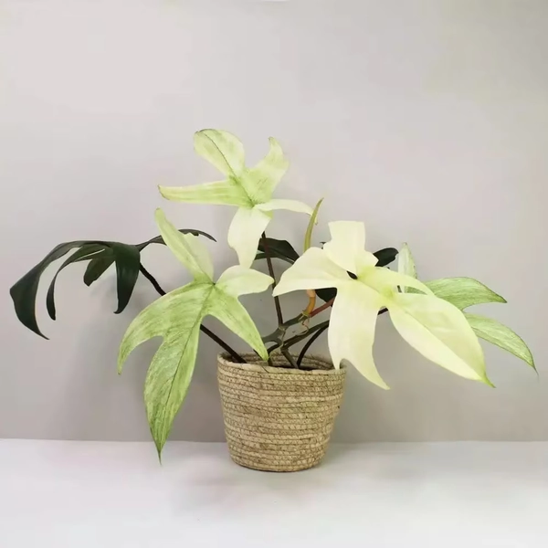 Philodendron Florida Ghost mint starter plant **(ALL plants require you to purchase ANY 2 plants!)**