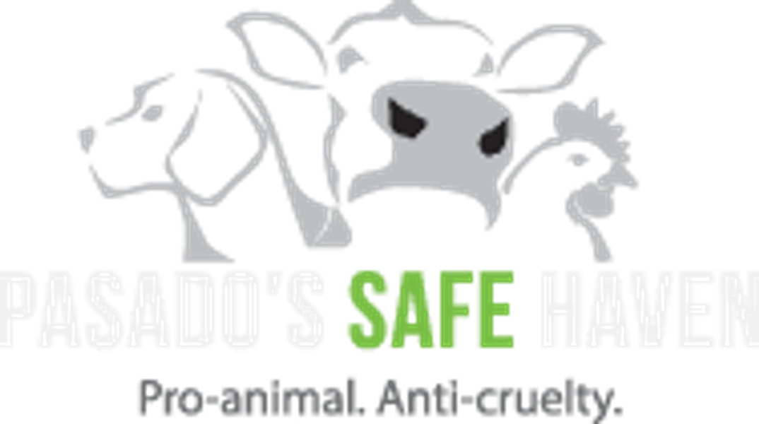 Dog and Puppy Adoptions - Pasado's Safe Haven