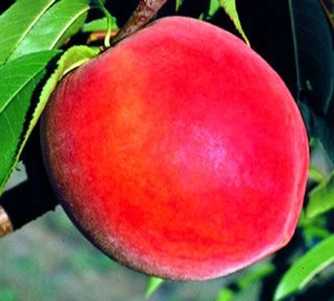 Stark® Elberta Queen™ Peach Tree