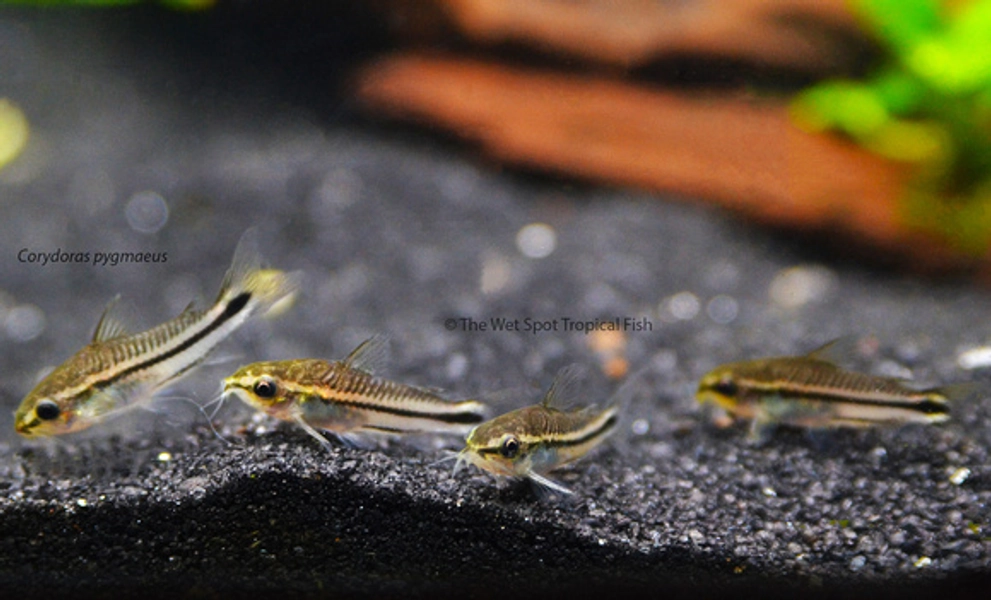 Pymgy Corydoras (Corydoras pygmaeus)