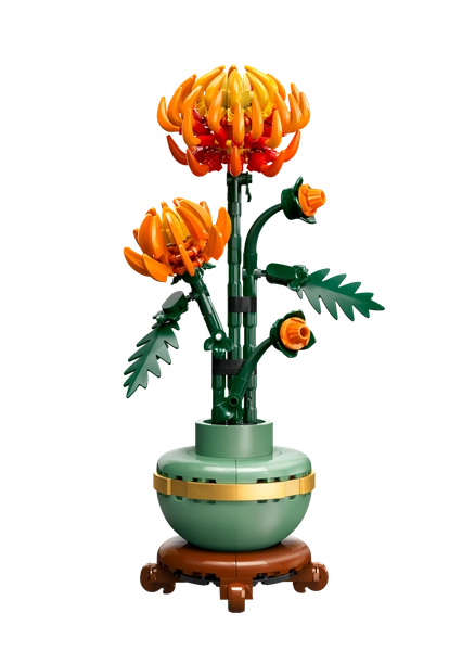 Chrysantheme