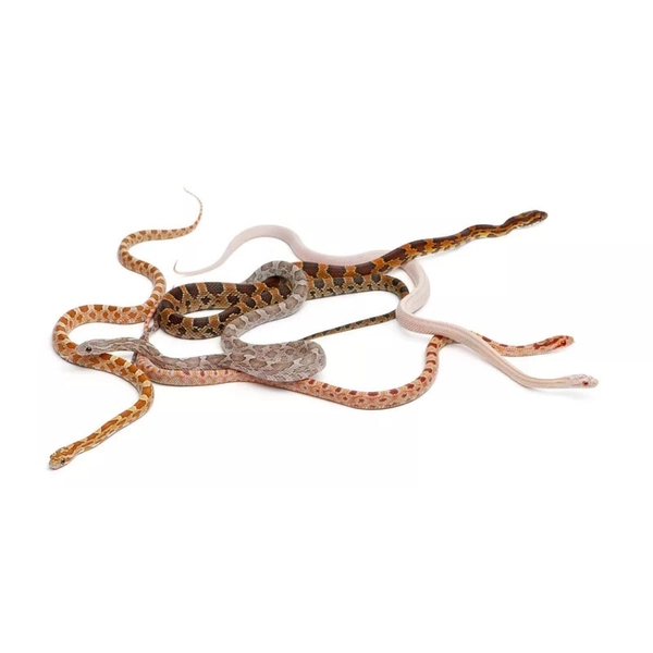 Assorted Rat Snake