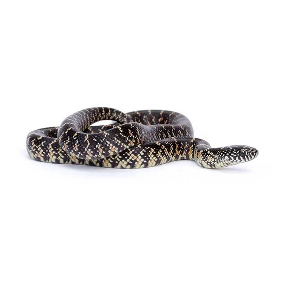 Florida Kingsnake