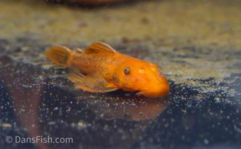1 Super Red Bushynose Pleco (Ancistrus sp.)
