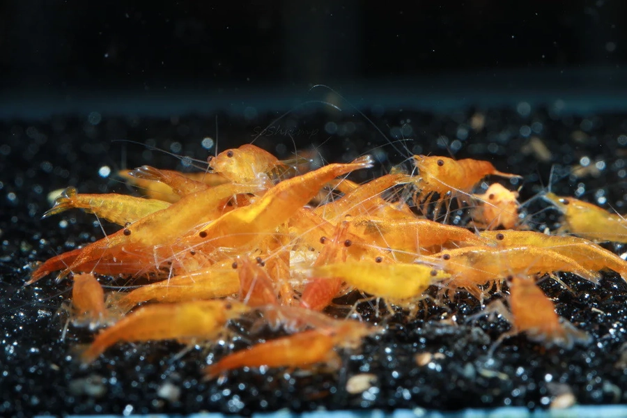 22+ Sunkist Orange Neocaridina Shrimp 