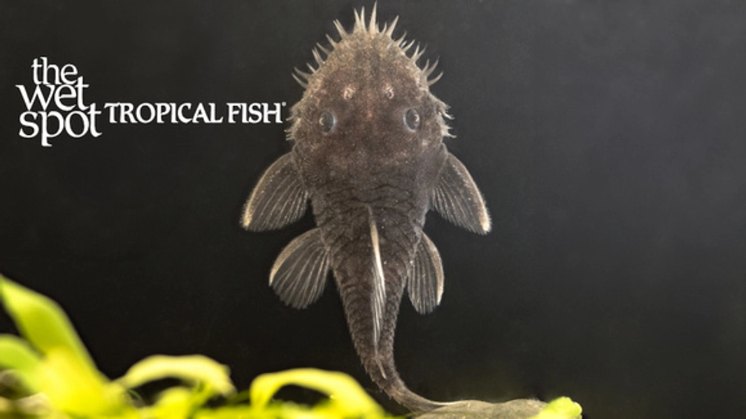 1 Medusa Bristlenose Pleco (Ancistrus ranunculus) L034 