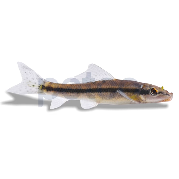 Chinese Algae Eater (Gyrinocheilus aymonieri), Large