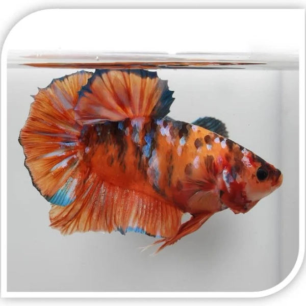 Bettas | Giant Betta - Shop Freshwater Fish | The iFISH Store